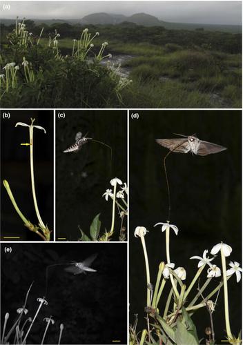 Pollination of Chamaepentas nobilis (Rubiaceae) by long-proboscid hawkmoths in south-central Africa: Trait mismatching and floral scent chemistry