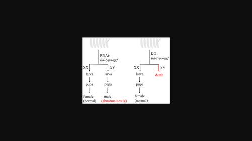 Identification and functional verification of Y-chromosome-specific gene typo-gyf in Bactrocera dorsalis.