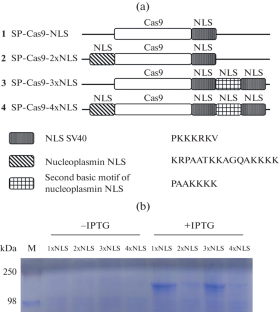 Efficient Editing of the CXCR4 Locus Using Cas9 Ribonucleoprotein Complexes Stabilized with Polyglutamic Acid.