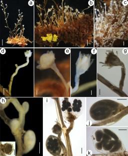 Evidence of cryptic speciation in the invasive hydroid Cordylophora caspia (Pallas, 1771) (Cnidaria, Hydrozoa) supported by new records