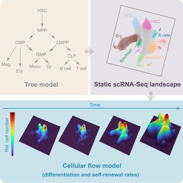 A time- and single-cell-resolved model of murine bone marrow hematopoiesis.