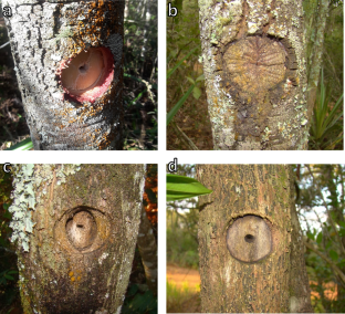 Stem wound healing is dependent upon bark and trunk growth rates in Brazilian savanna