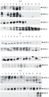 Study of the Role of Long Noncoding roX RNA in Maintaining of the Dosage Compensation Complex in Drosophila melanogaster.