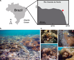 Macroalgae and zoanthids require physical contact to harm corals in Southwestern Atlantic