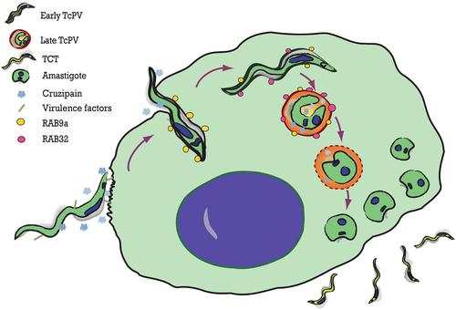 The host Rab9a/Rab32 axis is actively recruited to the Trypanosoma cruzi parasitophorous vacuole and benefits the infection cycle.