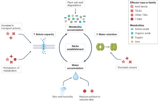 Extracellular niche establishment by plant pathogens