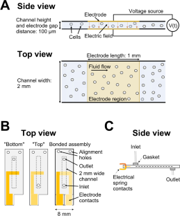 A multiplexed microfluidic continuous-flow electroporation system for efficient cell transfection