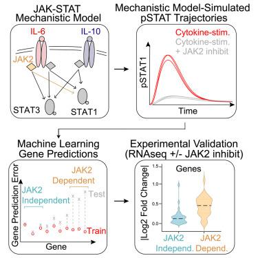 Predicting gene-level sensitivity to JAK-STAT signaling perturbation using a mechanistic-to-machine learning framework