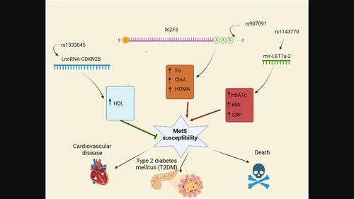 Genetic variations in IKZF3, LET7-a2, and CDKN2B-AS1: Exploring associations with metabolic syndrome susceptibility and clinical manifestations