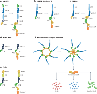 Inflammasomes in neurological disorders — mechanisms and therapeutic potential