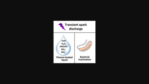 Inactivation pathways of Escherichia coli and Staphylococcus aureusinduced by transient spark discharge in liquids