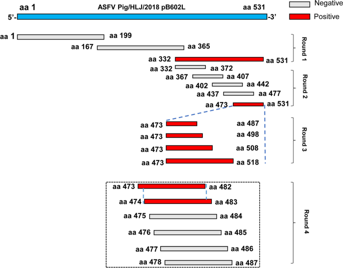 A novel conserved B-cell epitope in pB602L of African swine fever virus.