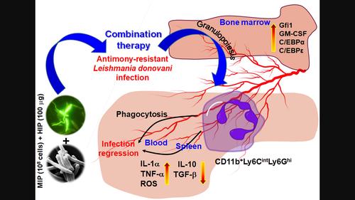 Activation of neutrophils excels the therapeutic potential of Mycobacterium indicus pranii and heat-induced promastigotes against antimony-resistant Leishmania donovani infection