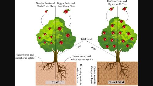 Pomegranate's (Punica granatum L.) fruit quality and nutrient content are influenced by soil fraction × root architecture interaction