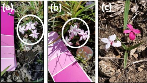 Increased solar radiation and soil moisture determine flower colour frequency in a mountain endemic plant population