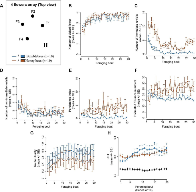 A comparative analysis of foraging route development by bumblebees and honey bees