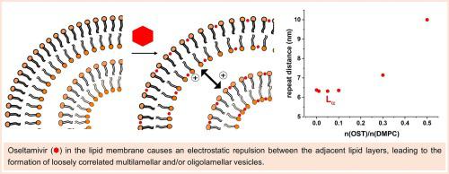 Oseltamivir phosphate interaction with model membranes