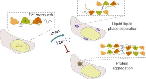 Deciphering the role of Zn2+-binding histidines from TIA-1 on the assembly and dynamics of stress granules