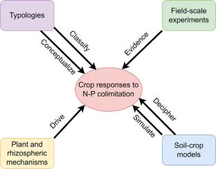 Crop response to nitrogen-phosphorus colimitation: theory, experimental evidences, mechanisms, and models. A review