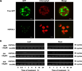AsHSP26.2, a creeping bentgrass chloroplast small heat shock protein positively regulates plant development.