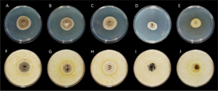 Cadophora luteo-olivacea on apple and kiwifruit: characterization of selected strains and evaluation of fungicides for their control