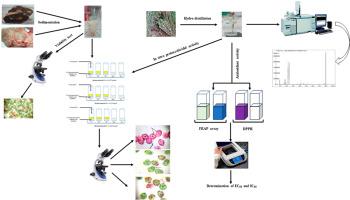 Chemical compounds, antioxidant and scolicidal potencies of Thymus fontanesii essential oil