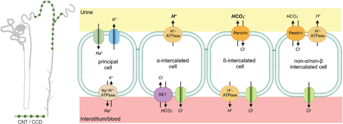 Novel functions of the anion exchanger AE4 (SLC4A9).