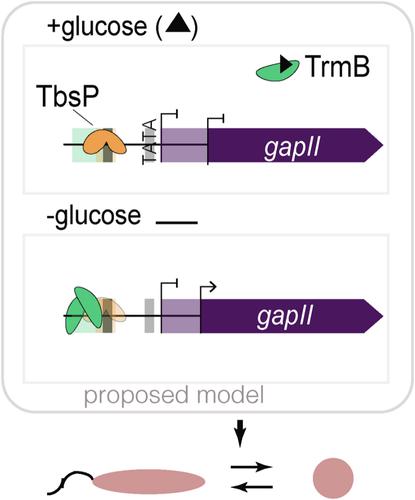 TbsP and TrmB jointly regulate gapII to influence cell development phenotypes in the archaeon Haloferax volcanii.