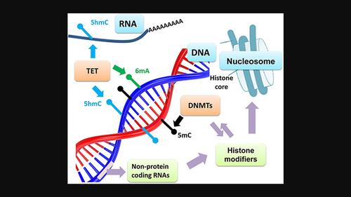 Reminiscences on the honeybee genome project and the rise of epigenetic concepts in insect science