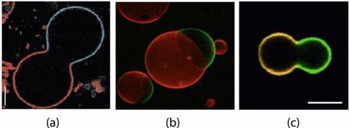 Multispherical shapes of vesicles with intramembrane domains