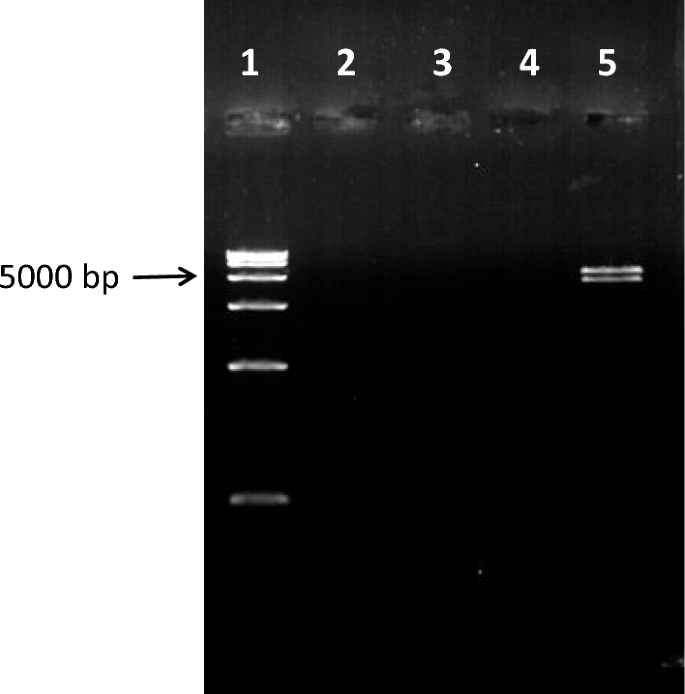 Transformed Salmonella typhimurium SL7207/pcDNA-CCOL2A1 as an orally administered DNA vaccine.