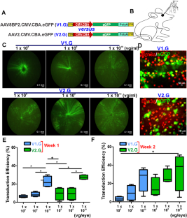 AAV2 vector optimization for retinal ganglion cell-targeted delivery of therapeutic genes