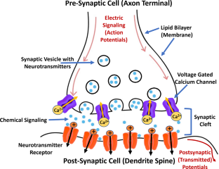 Physical insights into biological memory using phospholipid membranes