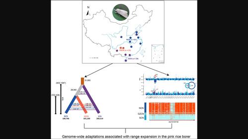 Assessing genome-wide adaptations associated with range expansion in the pink rice borer, Sesamia inferens.