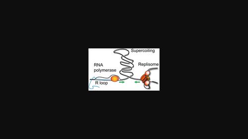 Transcription as source of genetic heterogeneity in budding yeast.