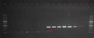 Investigation and characterization of Aliarcobacter spp. isolated from cattle slaughterhouse in Türkiye.