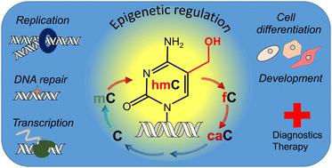 5-Hydroxymethylcytosine: the many faces of the sixth base of mammalian DNA