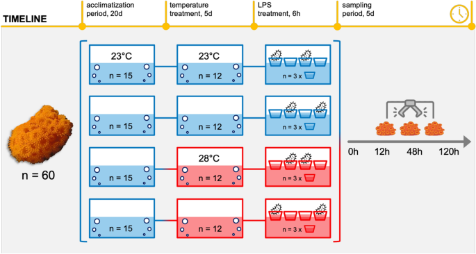 How does warmer sea water change the sensitivity of a Mediterranean thermophilic coral after immune-stimulation?