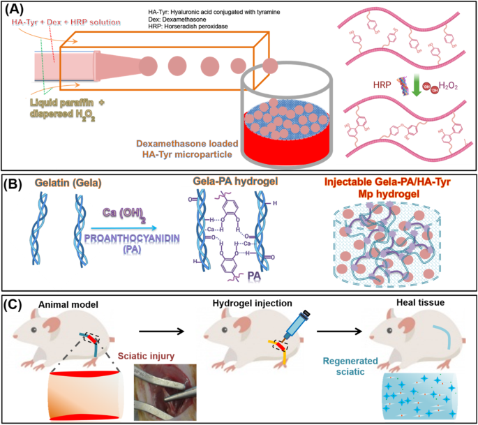 Dexamethasone release from hyaluronic acid microparticle and proanthocyanidin-gelatin hydrogel in sciatic tissue regeneration.