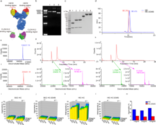 A bispecific antibody targeting HER2 and CLDN18.2 eliminates gastric cancer cells expressing dual antigens by enhancing the immune effector function.