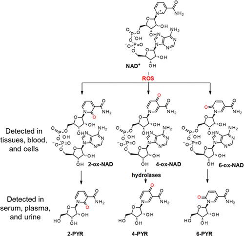 Synthesis, Detection, and Metabolism of Pyridone Ribosides, Products of NAD Overoxidation