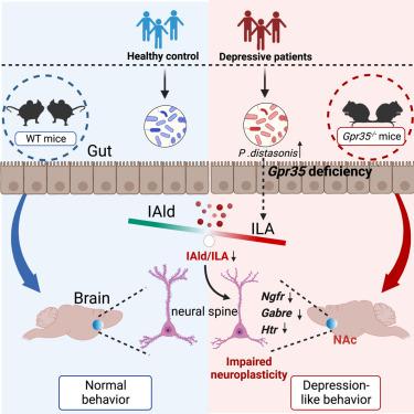 A Gpr35-tuned gut microbe-brain metabolic axis regulates depressive-like behavior.