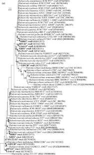 Genome-based taxonomy of genera Haloarcula and Halomicroarcula, and description of six novel species of Haloarcula.