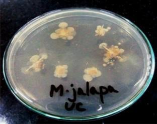 Isolation, Identification, and Characterization of Endophytic Bacteria from Medicinally Valuable Mirabilis jalapa L.