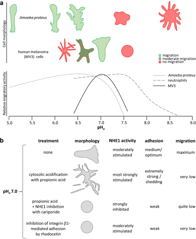 pH-regulated single cell migration.