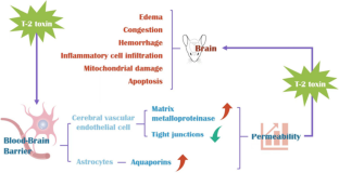 Review of neurotoxicity of T-2 toxin