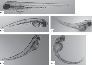 The Effect of Morpholino Oligonucleotides to Gene Anxa2a on the Embryonic Development of Danio rerio