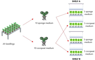 Titanium dioxide nanoparticles study on Lactuca sativa growth with cocopeat and sponge hydroponic systems