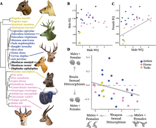 Brains vs Brawn: Relative brain size is sexually dimorphic amongst weapon-bearing ruminants