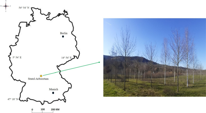 Insights into the relationship between hydraulic safety, hydraulic efficiency and tree structural complexity from terrestrial laser scanning and fractal analysis